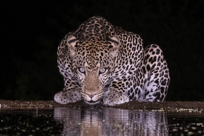 Rich Miller - Night Leopard